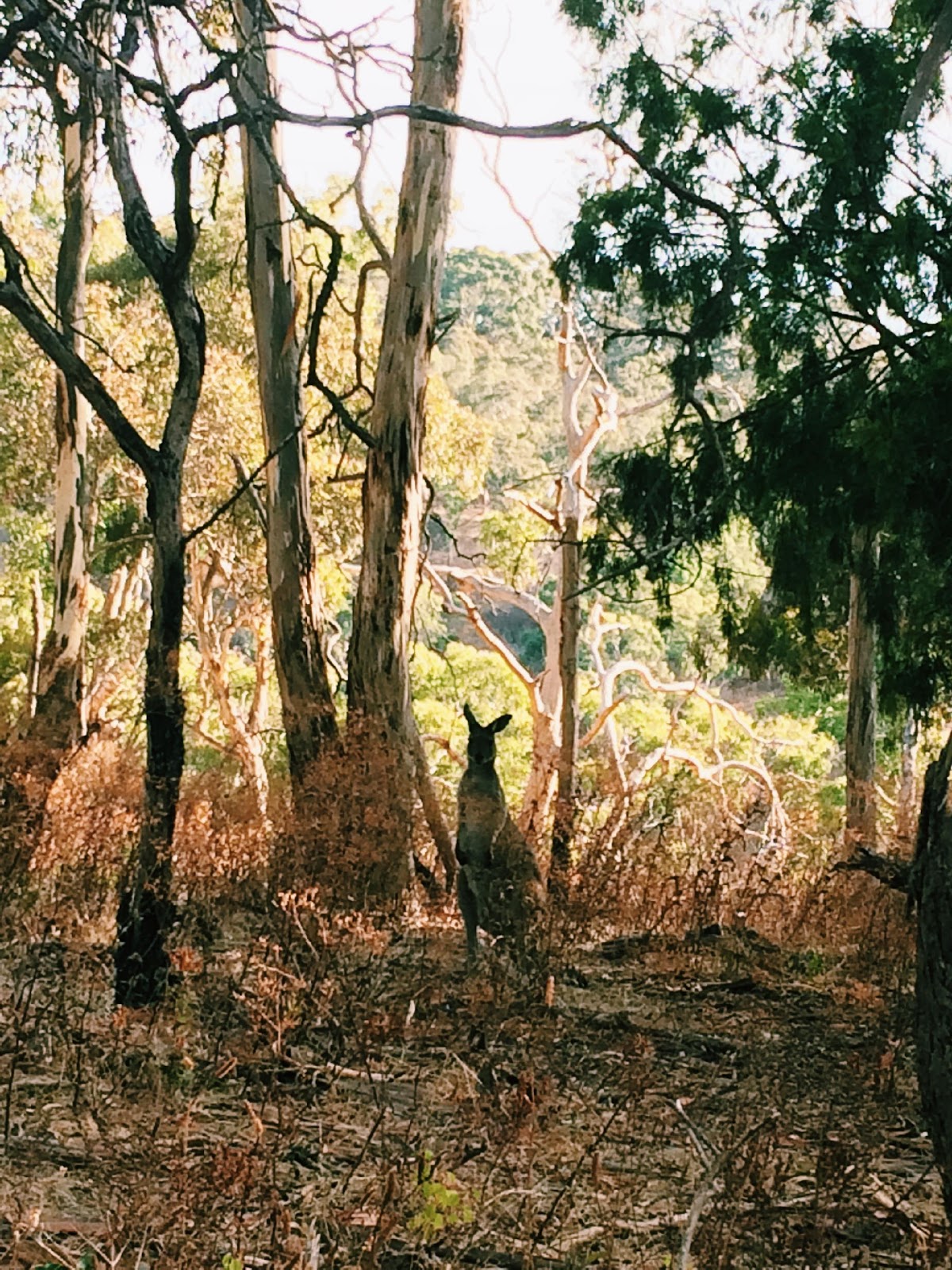 kangaroo-1