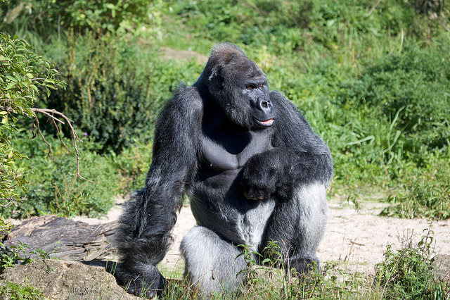 Bristol Zoo unveils new ‘ground-breaking’ gorilla enrichment activity