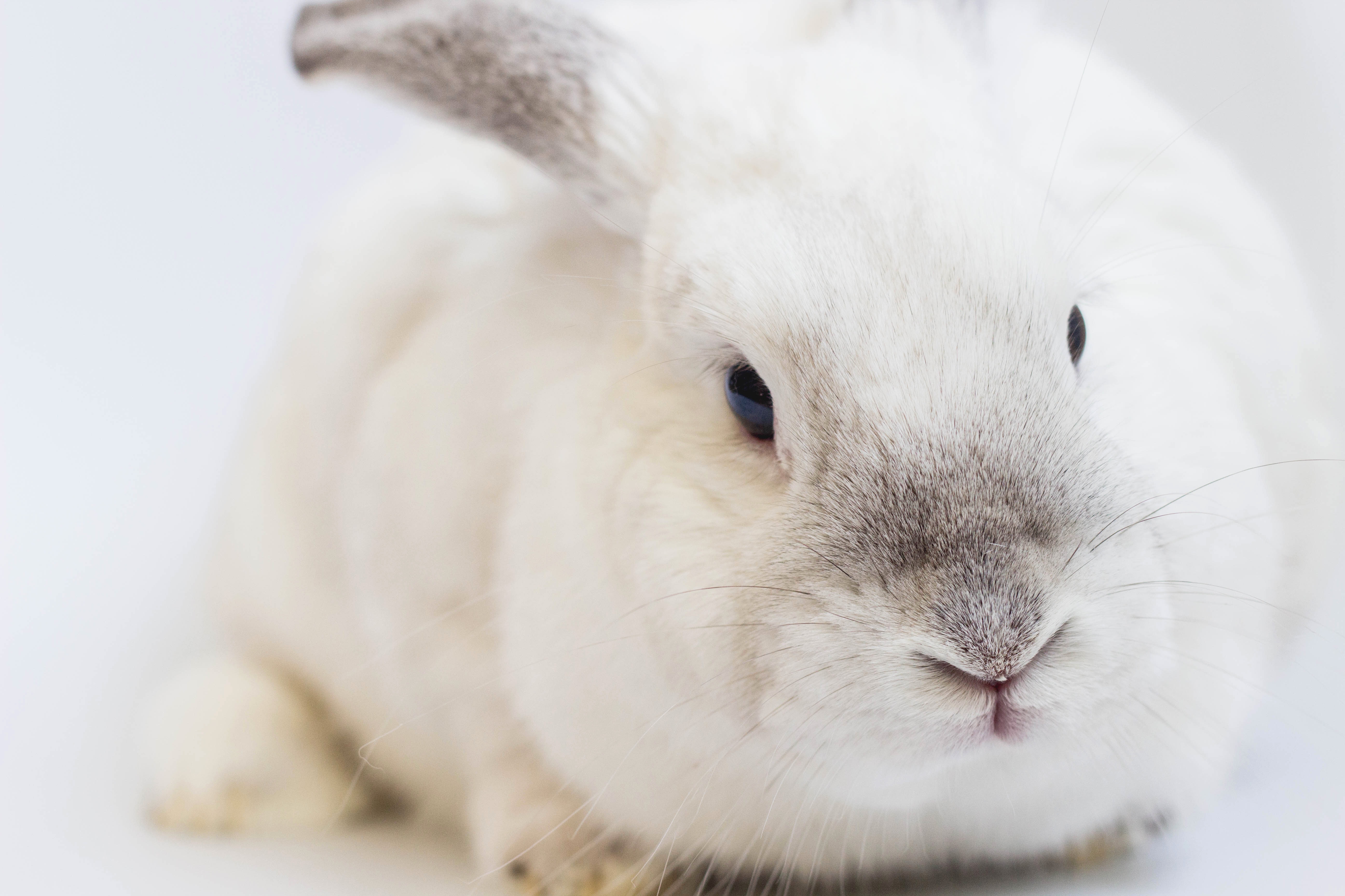 Thousands sign a petition to stop animal testing at the University of  Bristol