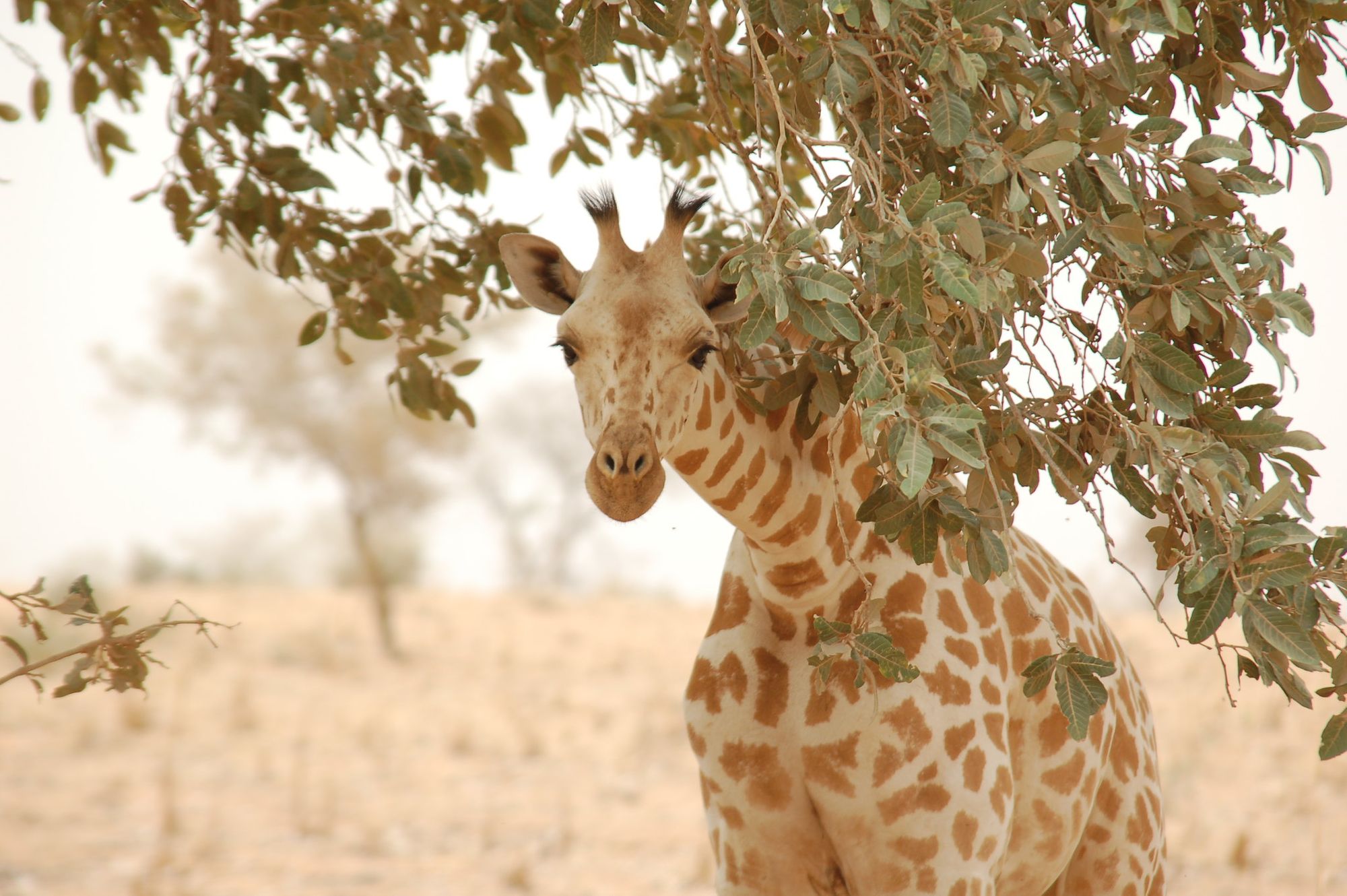 The critically endangered Kordofan giraffe receives help from above