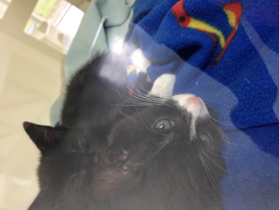 A black cat lying on a blue blanket

AI-generated content may be incorrect.