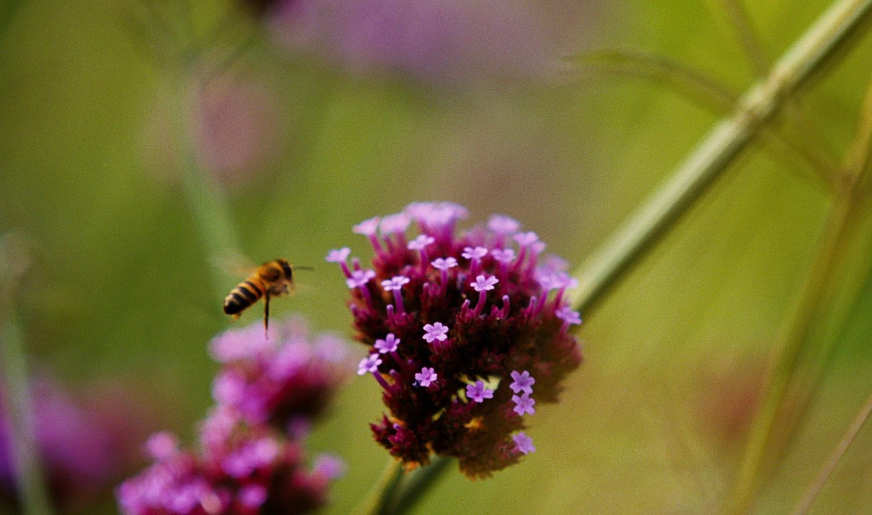 Bugonia: Yorgos Lanthimos’ new film is gloriously alienating