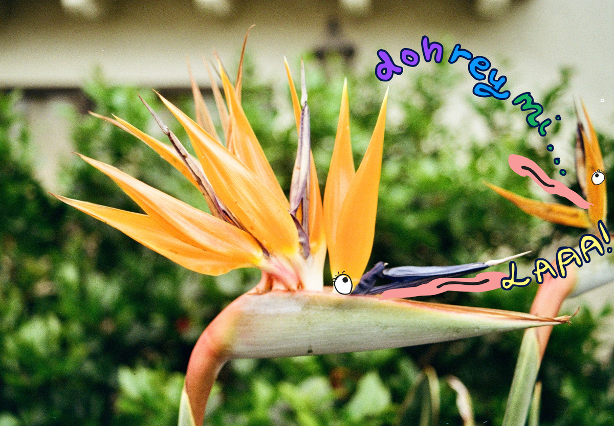 The botanical beat: can plants make music?