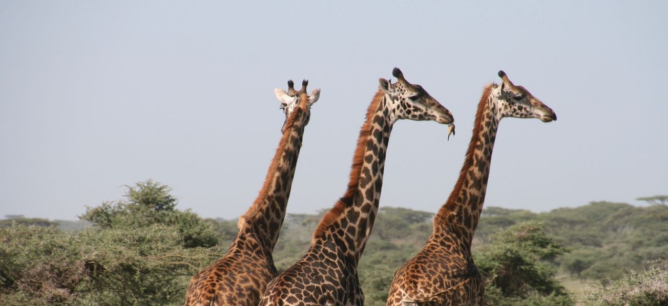 When it comes to eating, giraffes are just like us