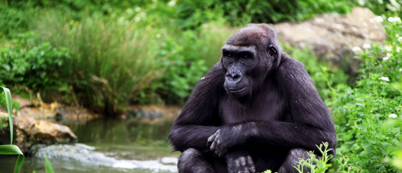 Bristol Zoo unveils new ‘ground-breaking’ gorilla enrichment activity