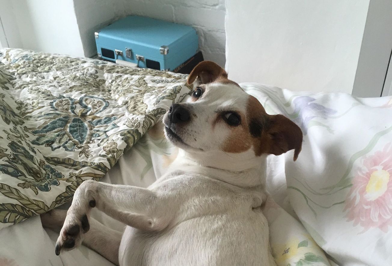 Brispets is a valuable addition to the Brispages - for now