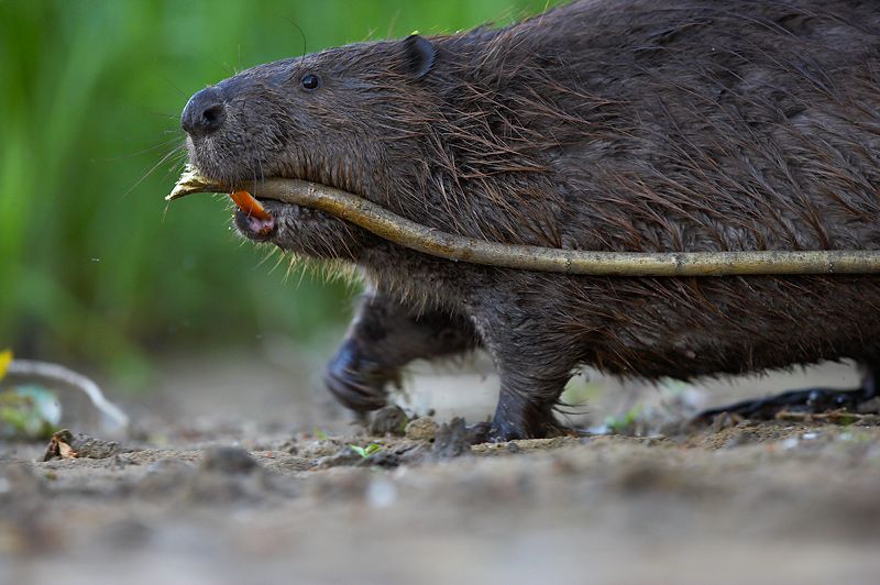 National Trust release pair of beavers on Exmoor to help with flood management