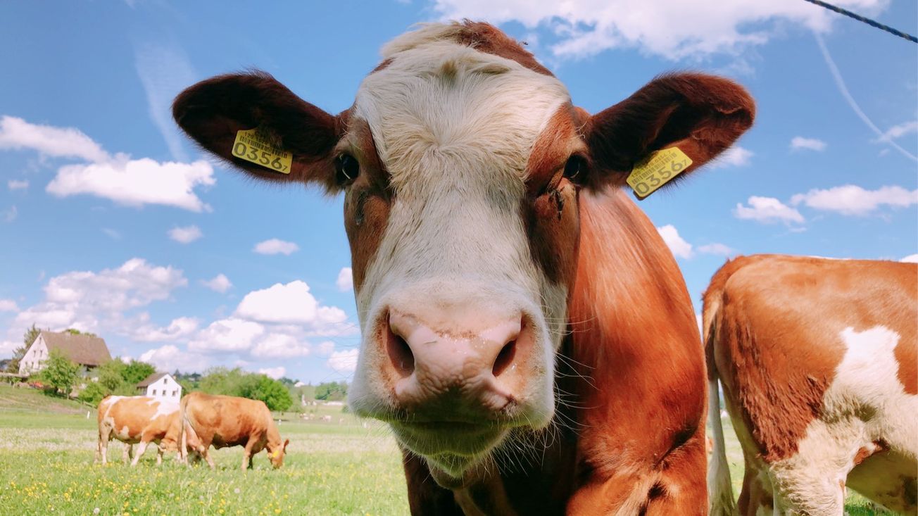 Artificial Intelligence could rescue livestock from pain and disease