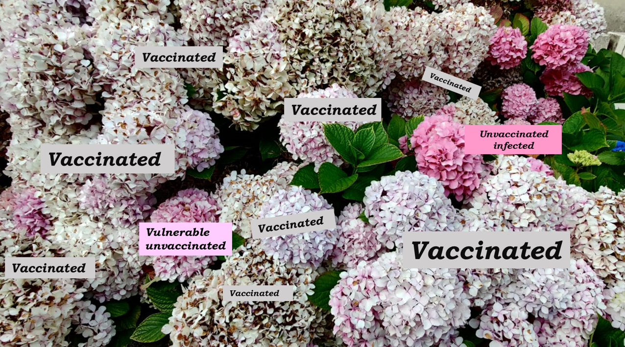 Promising meningococcal group B vaccine protects under-18s from life-threatening disease