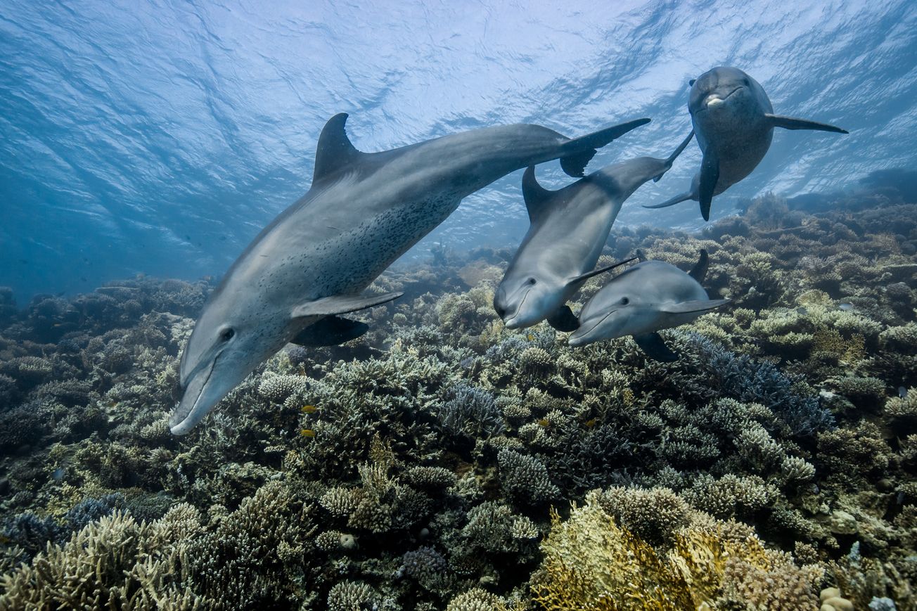 Increased noise pollution is deafening marine life
