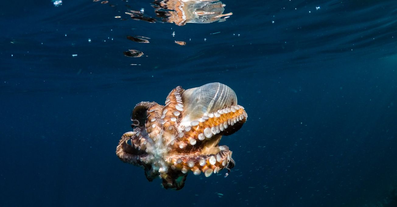 Octopus-inspired innovation helps to prevent human sight loss