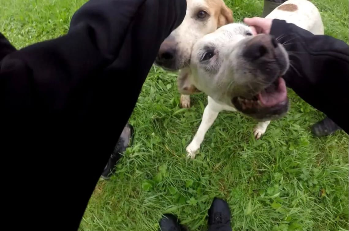 The Bristol activists sabotaging illegal fox hunts