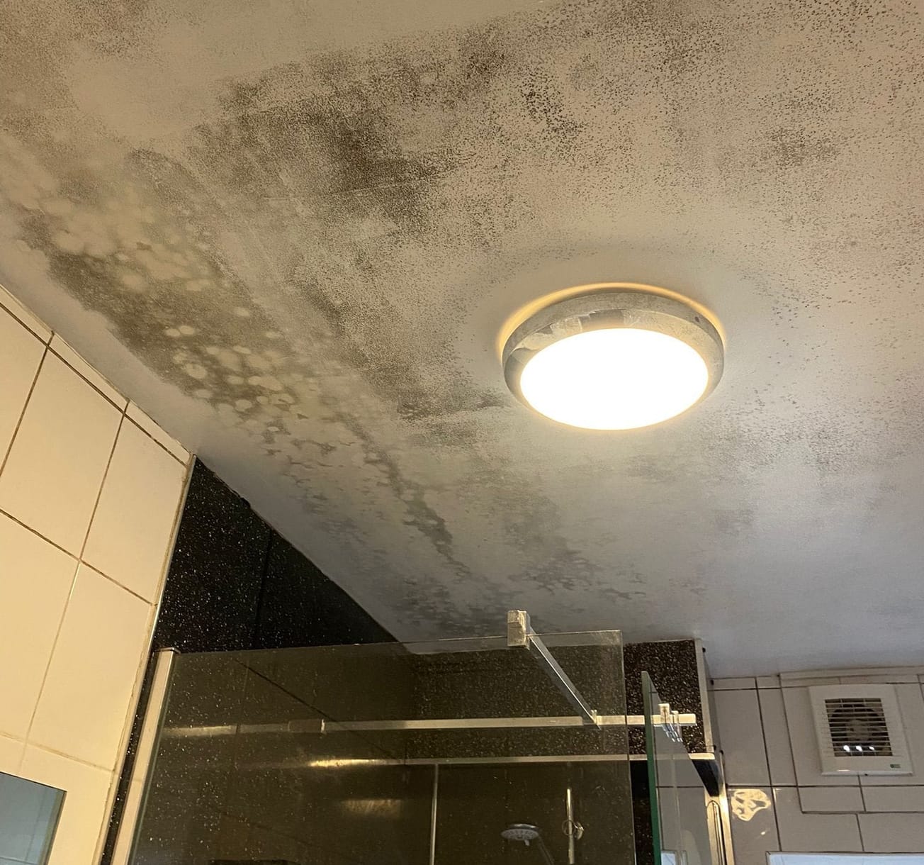 Sentient species of mould demands representation in Bristol SU elections