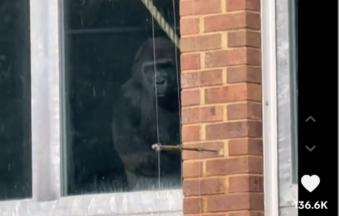 Viral video of gorillas at former Bristol zoo sparks welfare concerns