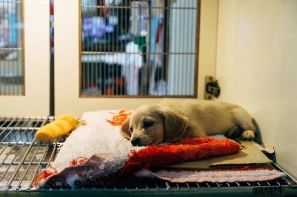 Why we should adopt our animals: putting an end to breeding culture