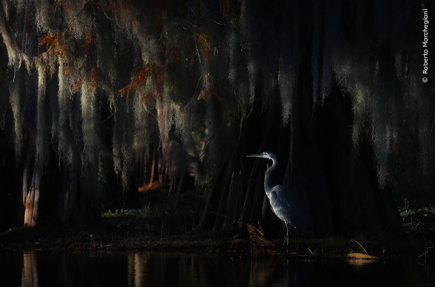 Review: Wildlife Photographer of the Year 2025