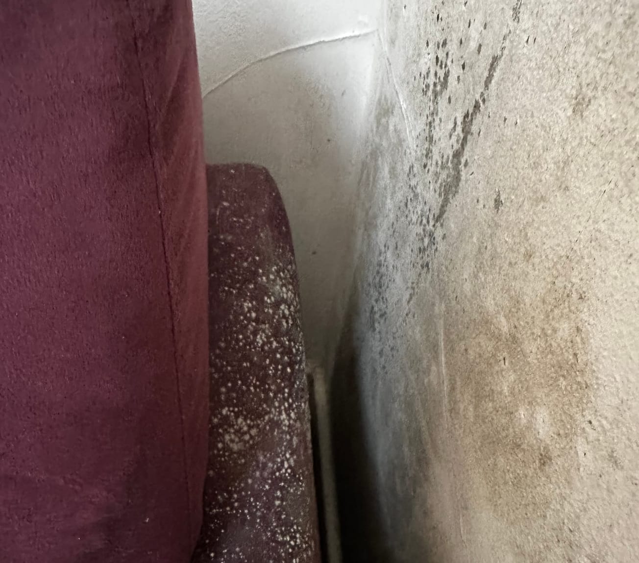 What is mould and what is it doing to me?