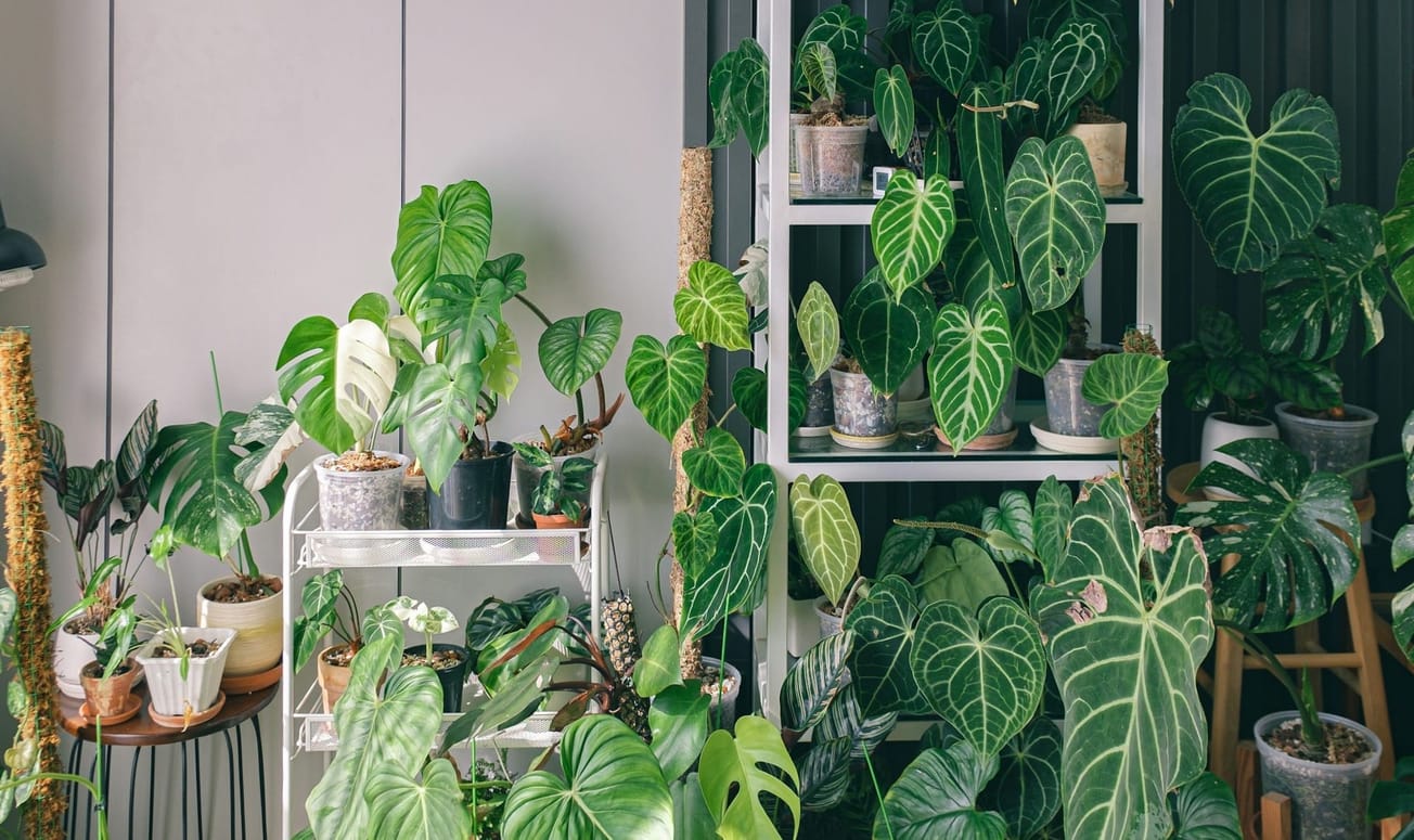 9 student-proof plants you won't be able to kill