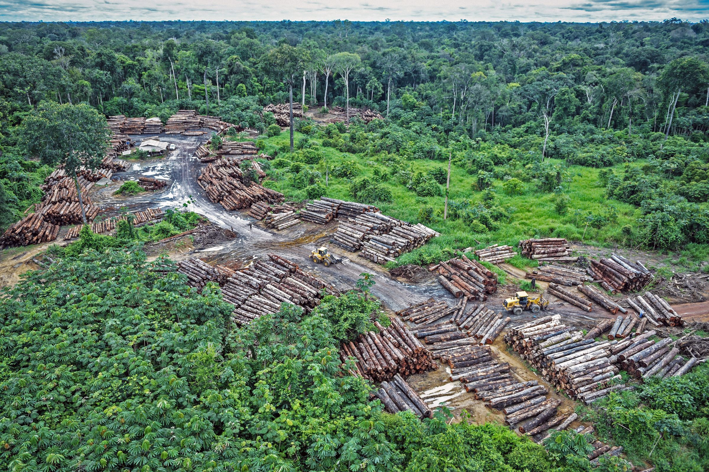 earth-s-lungs-are-shrinking-as-humans-keep-interfering-with-the-amazon-s-ability-to-regrow